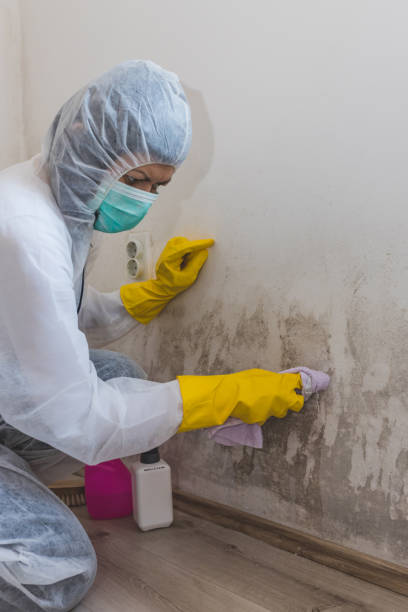 Best Post-Construction Mold Inspection  in Ben Lomond, CA