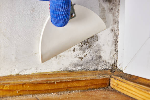 Trusted Ben Lomond, CA Mold Removal Experts