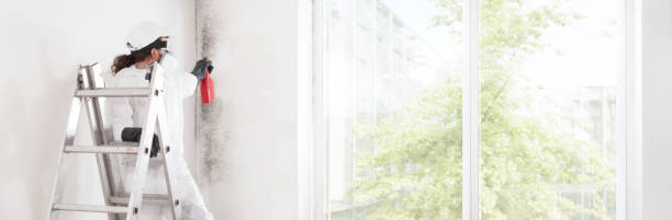 Ben Lomond, CA Mold Removal Company